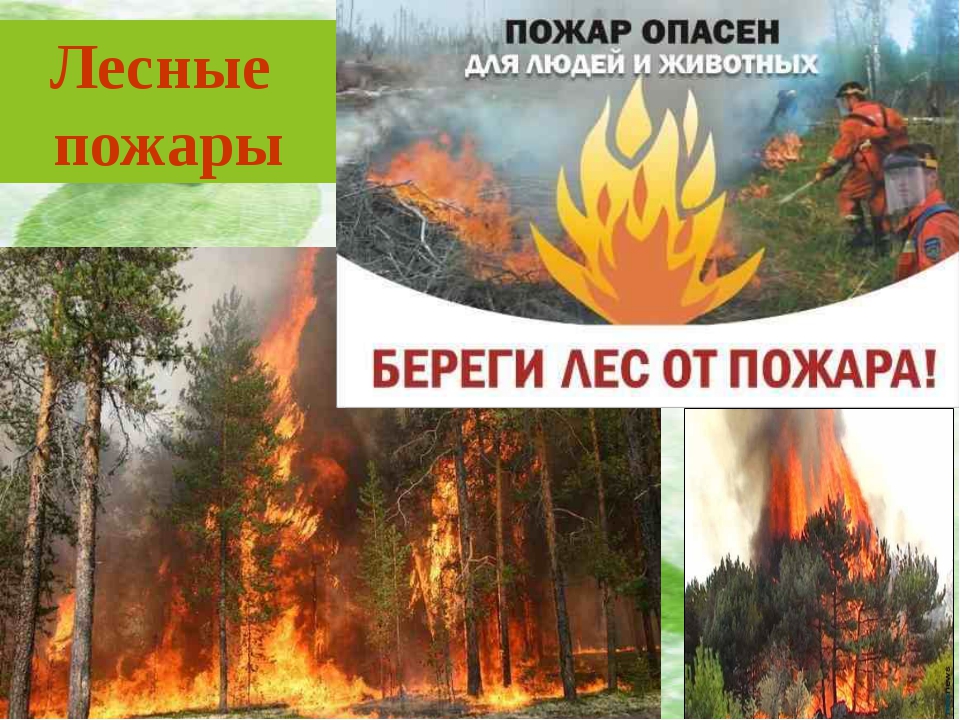 Пожар окр мир. Опасности в лесу. Опасность пожара в лесу. Опасности в лесах. Опасности в лесу для человека.