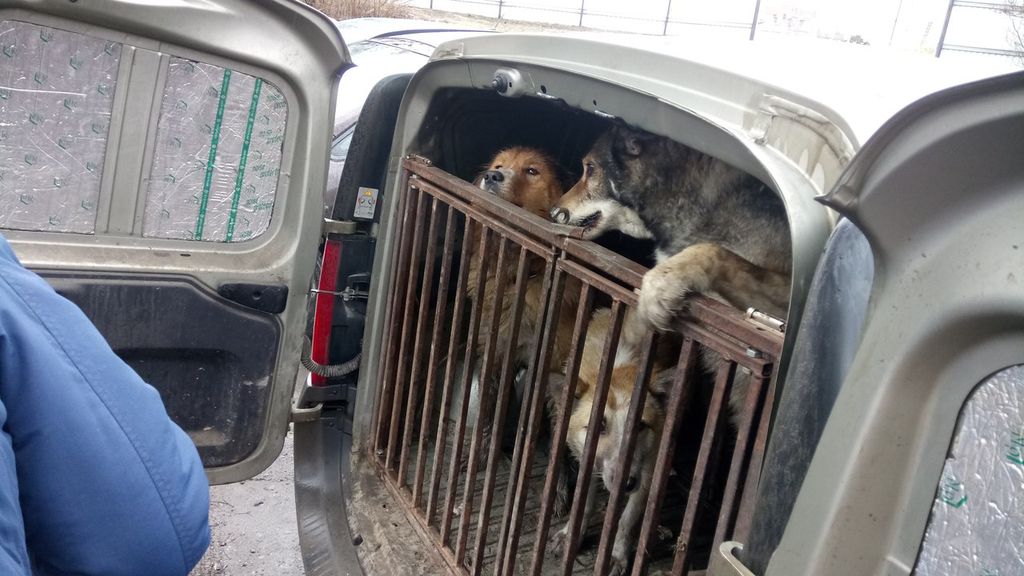 Отлов собак московская область. Камышлов отловленные собаки. Специализированный автомобиль для отлова животных.